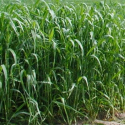 Millet perlé SPEEDFEED fourrager non traité