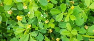 Luzerne lupuline (Minette) Pré-inoculé