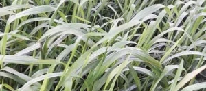 Avoine rude TOSCANE non traité