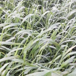 Avoine rude TOSCANE non traité