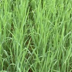 Avoine rude LUXURIAL non traité