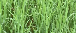 Avoine rude LUXURIAL AB non traité