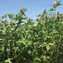 Trèfle violet BONUS 2n non traité