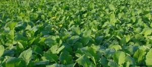 Colza fourrager LICAPO non traité