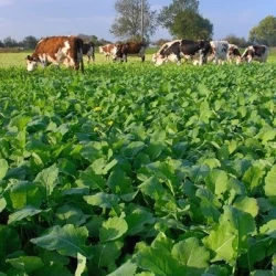 Colza fourrager LICAPO non traité