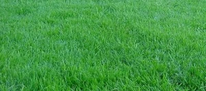 Fétuque rouge gazonnante non traité