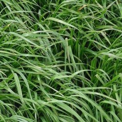 Ray grass Anglais JURAS non traité