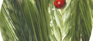 Triticale RENDEZ-VOUS AB non traité