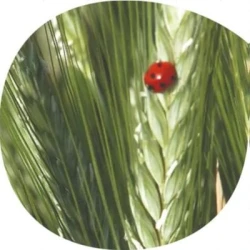 Triticale RENDEZ-VOUS AB non traité