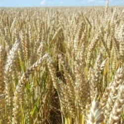 Blé tendre LD GUSTE AB traité vinaigre