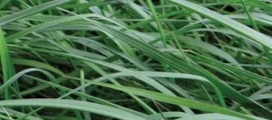 Ray grass Anglais TENACE non traité