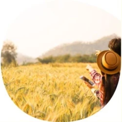 Blé tendre GERGOVIE AB CERALL