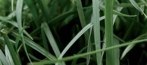 Ray grass hybride ENDURO non traité