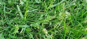 Paturin des prés LIMAGIE non traité