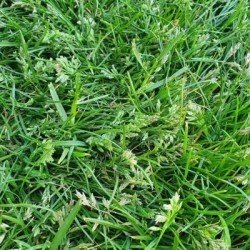 Paturin des prés LIMAGIE non traité