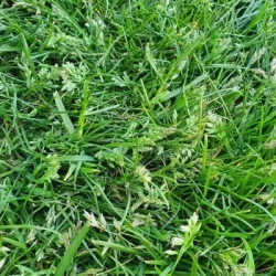 Paturin des prés LIMAGIE non traité