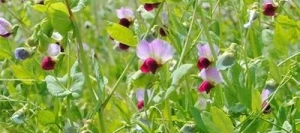 Pois fourragers MILWA non traité