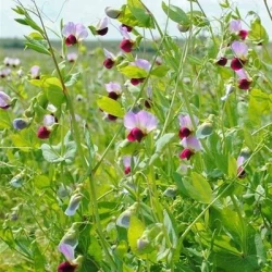 Pois fourragers MILWA non traité