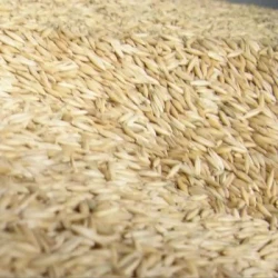 Avoine NACRE blanche AB non traité