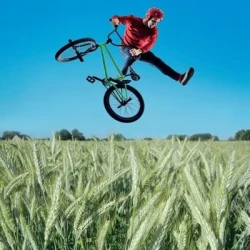 Triticale BICROSS AB non traité