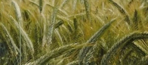 Triticale RUSTILAC VIBRANCE GOLD