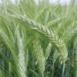 Triticale TRICANTO VIBRANCE GOLD