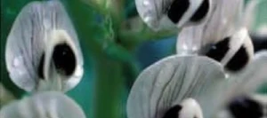 Féverole DIVA non traité