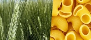 Blé dur CABAYOU VIBRANCE GOLD