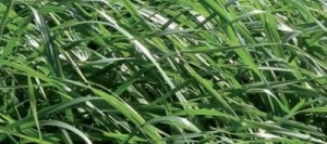 Ray grass d'Italie LIKOLOSS non traité