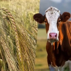 Orge 2R PAQUITA VIBRANCE GOLD