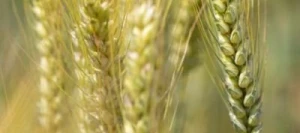 Blé tendre TILLSANO AB COPSEED