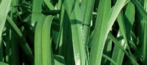 Ray grass d'Italie SIVIERO non traité