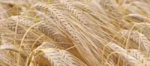 Orge 2R SUEZ AB non traité