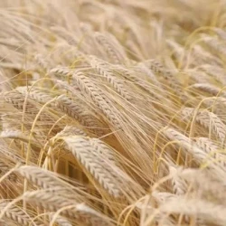 Orge 2R SUEZ AB non traité