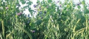 Méteil grain GEOBIO TPA AB non traité