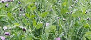 Méteil grain GEOBIO TP AB non traité