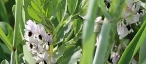 Méteil grain GEOBIO BF AB non traité