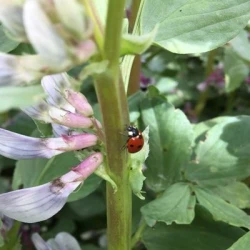 Féverole NOUMEA AB non traité