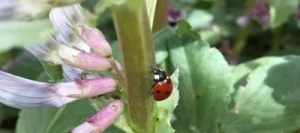 Féverole NOUMEA non traité