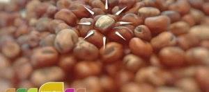 Féverole NANAUX AB non traité