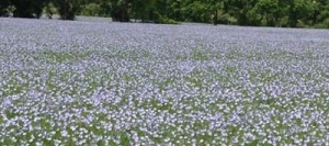Lin oléagineux GALAAD printemps non traité