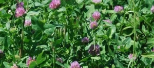 Trèfle violet ROZETA 2n Pré-inoculé