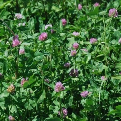 Trèfle violet ROZETA 2n Pré-inoculé