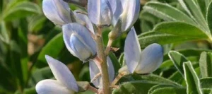 Lupin REGENT bleu non traité