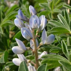 Lupin REGENT bleu non traité
