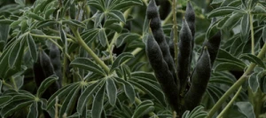 Lupin ULYSSE blanc SAS INSEMO B