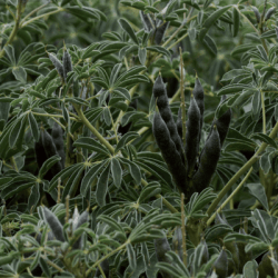 Lupin ULYSSE blanc SAS INSEMO B