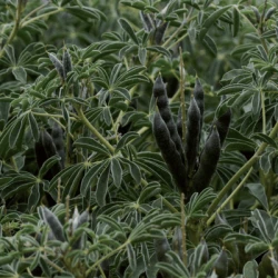 Lupin ULYSSE blanc SAS INSEMO B