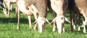 Dactyle LIDACTA AB non traité