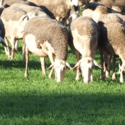 Dactyle LIDACTA AB non traité